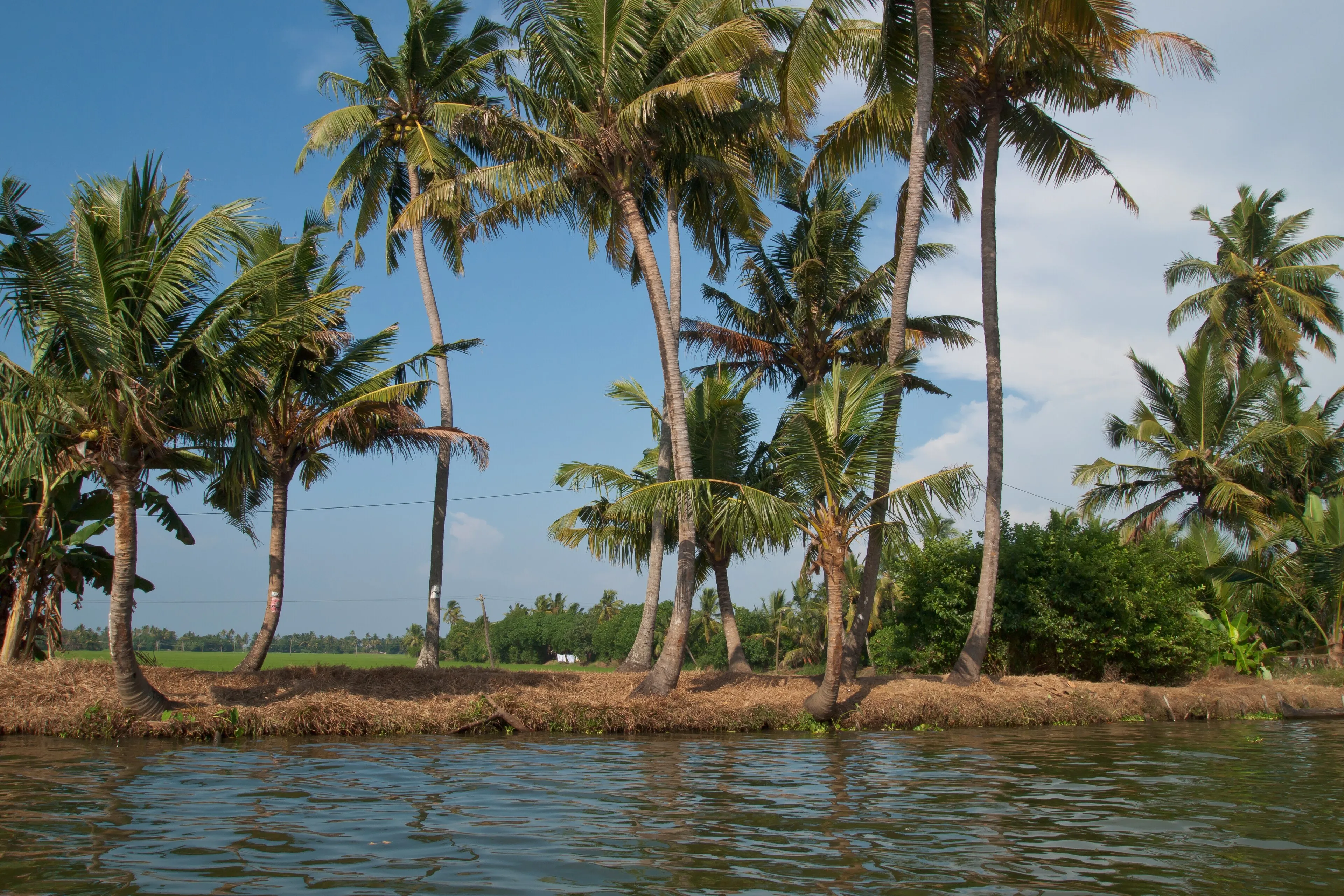Paddy fields and coconut palms lining the Kuttanad backwaters